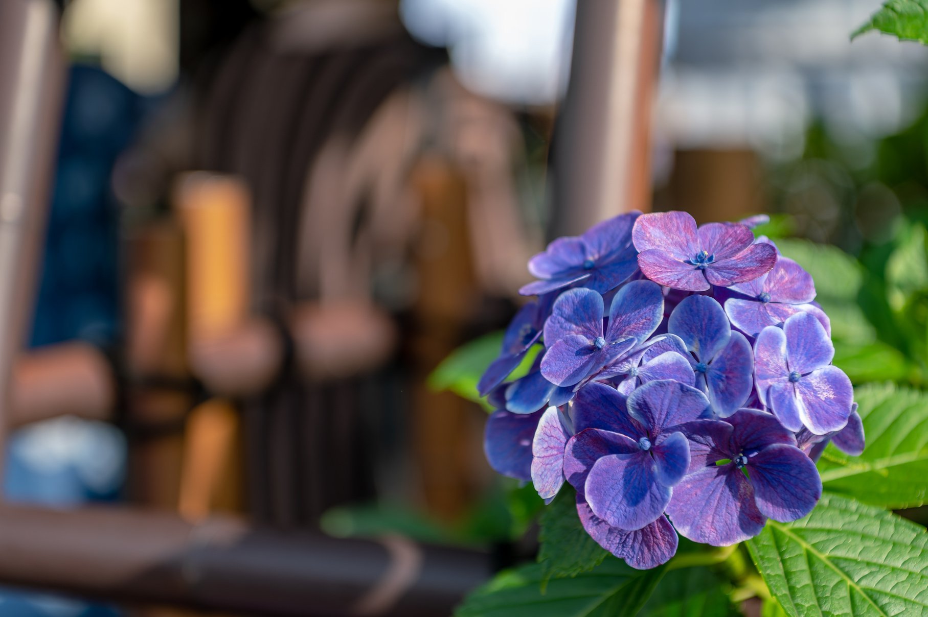 Many hydrangeas in Hakusan, Bunkyo-ku, Tokyo